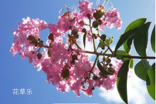 BMCC佳能镜头在线va无卡无码高清，开启摄影新纪元，捕捉世界无尽之美